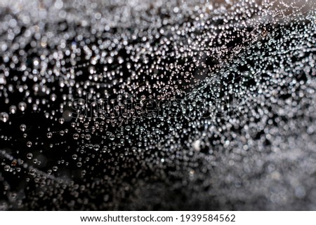Natural background made of complicated texture of spiderweb. Wet threads of spider's web with lots of little round spheric water drops