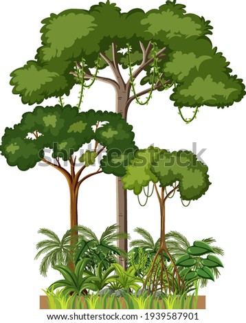Set of different rainforest trees on white background illustration