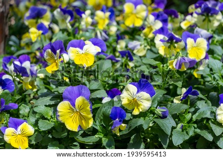 Viola wittrockiana mariposa commonly known as Pansies