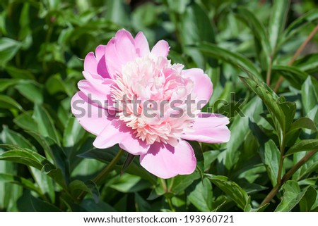 peonies in the park, beautiful pink flowers in the garden, closeup peony, lovely wallpaper, background, greeting card