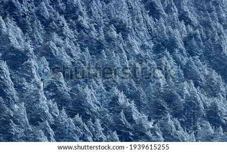 Pine-trees in winter covered with snow. Royalty-Free Stock Photo #1939615255