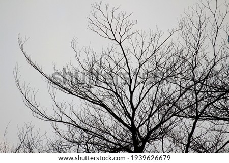 The​ black shadow of the tree and​ the​ dry branches​ without​ leaves​ look​ beautiful​ and​ strange​