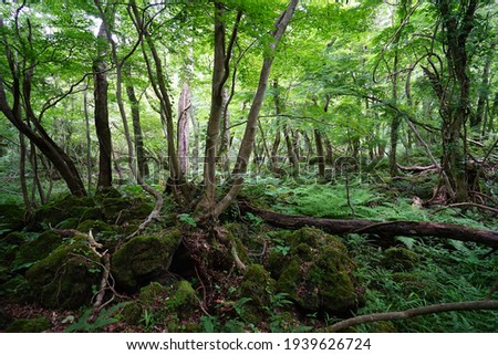 a refreshing summer forest with mossy rocks and old trees Royalty-Free Stock Photo #1939626724
