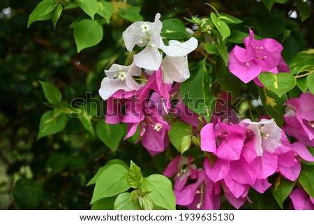 beautiful white and pink paper flower from indian garden 