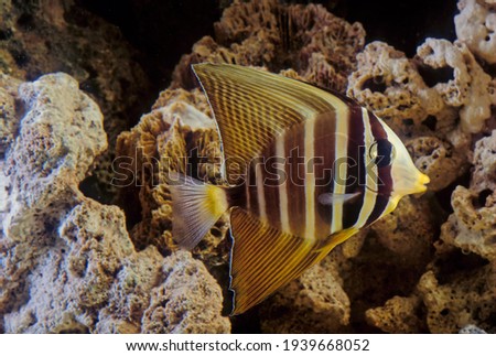 The sailfin tang (Zebrasoma veliferum) is a marine reef tang in the fish family Acanthuridae.
