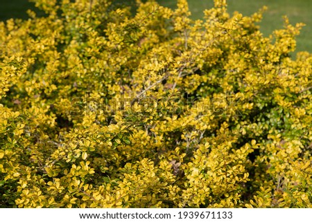 Bright Yellow Winter Foliage of an Evergreen Japanese Holly Shrub (Ilex crenata 'Golden Gem') Growing in a Garden in Rural Devon, England, UK Royalty-Free Stock Photo #1939671133