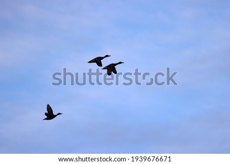 Flying mallards above Oude Kene in Hoogeveen, The Netherlands

