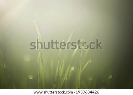 Low contrast and soft focus image of the morning dew on the grass with beautiful, moody sun flare. Subtle and gentle mood image concept.