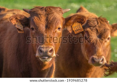 Calf with little horns on the prairie. Brown cows with pretty faces