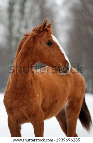 portrait red horse in winter