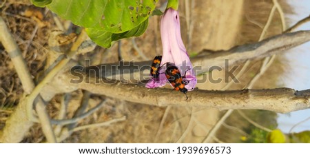 Beetle photos taken at amazon forest 