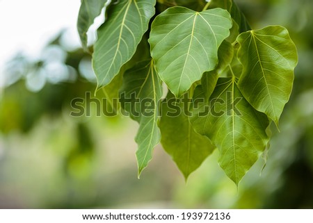 close-up of Ficus religiosa on bokeh background,Sacred fig on green leaf bokeh background in the morning outdoor