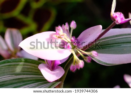 Picture of a unique purple flower.