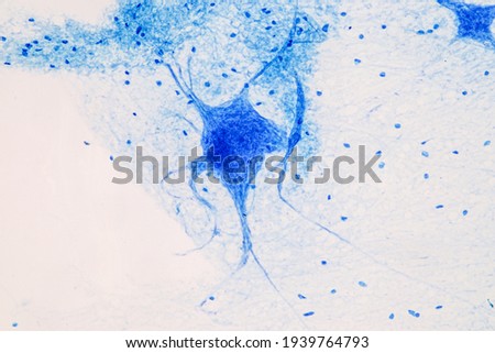 Education Spinal cord, Nerve, Cerebellum, Cortex and Motor Neuron Human under the microscope in Lab.
 Royalty-Free Stock Photo #1939764793