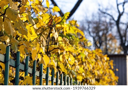 Green wooden hedge with yellow autumn leaves