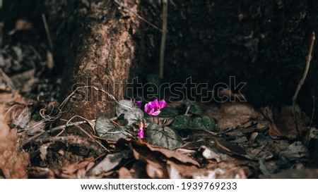 
forest violets in the forest
