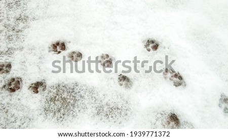A running pattern of paw prints that have been imbedded in the snow.