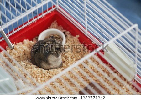 Gray Dzungarian hamster looks up while sitting in a cage.