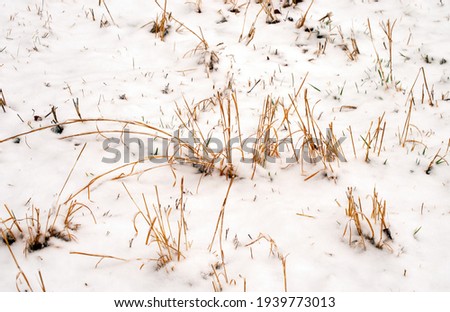 Dead and dying grass still stands in the cold white snow on this winter day in Missouri. Slight bokeh effect and copy space is available.