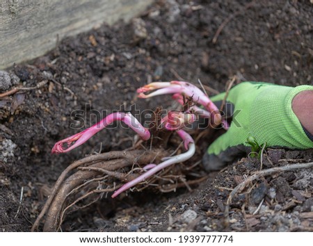 Planting peony bartzella roots into the ground