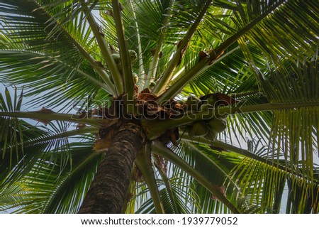 Summer field of coconut palm, stock photo