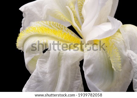 White Iris flower, close up, macro photo, with black background,  