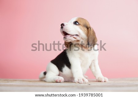 Smiling beagle puppy standing on pink background. Adorable dog picture have copy space for text or advertisement. 