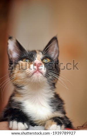 cute young black with white and ginger cat on the shoulder