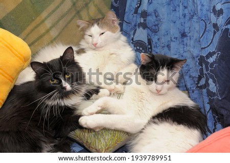 three cats sleep together on the couch
