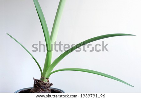 Selective focused photo of amaryllis leaves from bulb isolated on light background 