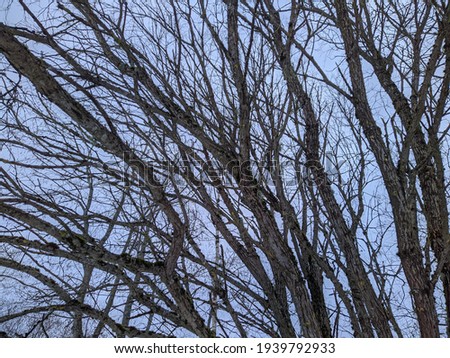 dry tree branches against a blue sky