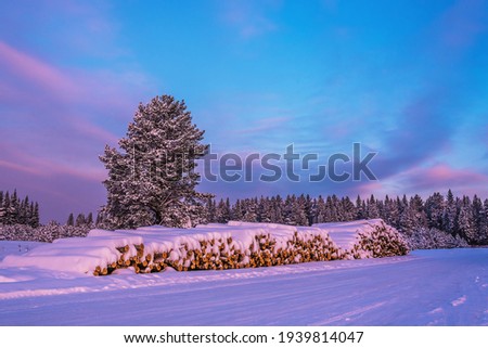 Winter landscape with a mountain of logs covered with snow on the edge of the forest, in the rays of the dawn sun