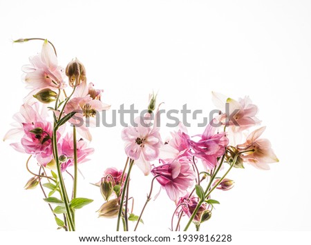 aquilegia flower on the white background