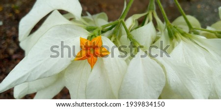 Beautiful white flowers of the spring forest. floral nature, free space for text. Romantic gentle artistic image. 2021