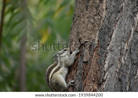 Squirrels are members of the family Sciuridae, a family that includes small or medium-size rodents. The squirrel family includes tree squirrels, ground squirrels, chipmunks, marmots .