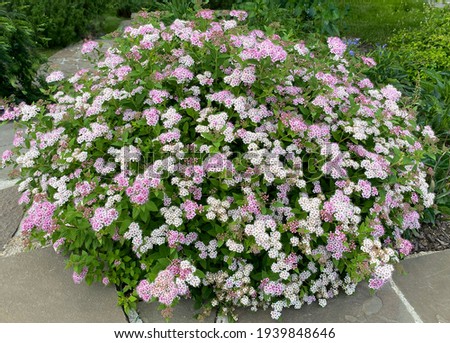Spirea japonica Little Princess in summer blooming Royalty-Free Stock Photo #1939848646