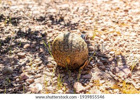 Lycoperdon umbrinum, commonly known as the umber-brown puffball, is a type of Puffball mushroom in the genus Lycoperdon. Picture of mushroom, Calvatia is a genus of puffball mushrooms
