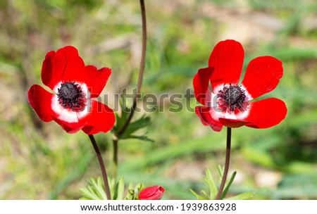 wild red flowers, red anemone photos
