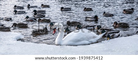 Beautiful birds floating on the water. Large amounts of ducks and one swan. A concept for 'The odd one out'. A swan and ducks in a frozen river, fighting for food. Frozen lake.