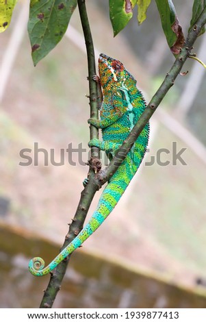 Panther chameleon private park Marozevo Madagascar