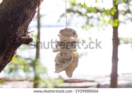 Shells on a string hanging from a tree
