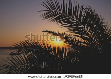 Exotic summer background. Beautiful sea sunset behind silhouette of palm leaves