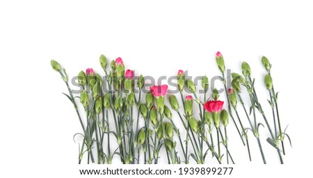 Mini carnations isolated on white background. Pink mini carnations with buds in early spring time. 
