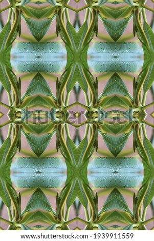 a plumeria rubria plant abstract with lush green leaves 0561