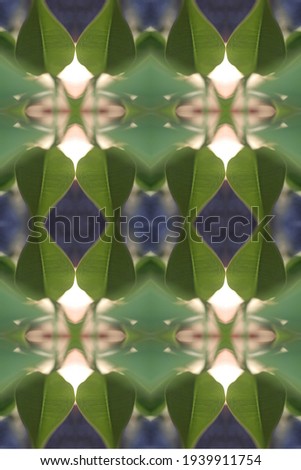 an abstract of fresh green plumeria rubra leaves 0039