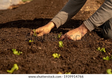 transplanting lettuce into garden beds with hands