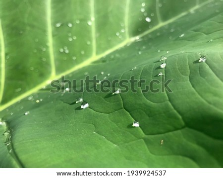water droplets on green taro leaves