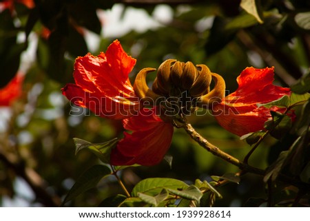 Orange flowers giving a beauty to Brazilian spring