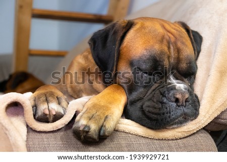 Cute boxer dog is sleep