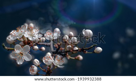 Spring nature background. Beautiful picture of wild plum tree buds and flowers on dark blue background close up macro. Awesome nature floral spring banner or greeting card.